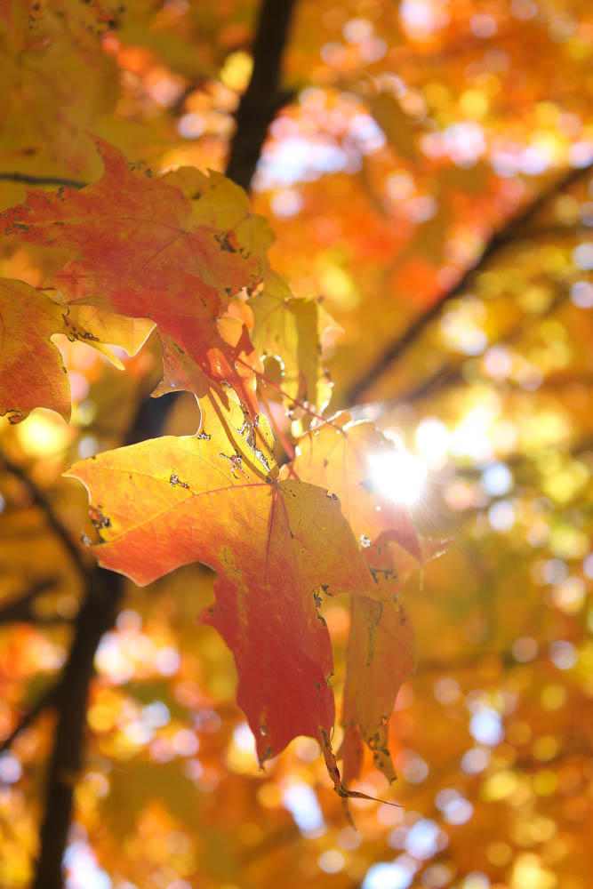 coconut veggie curry, pomengranate zoodels-fall foliage  (47 of 55)